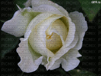 rosas - Zdarma animovaný GIF