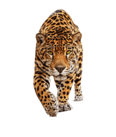 Kaz_Creations Leopard - gratis png