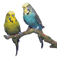 chantalmi  perruche oiseau bird jaune yellow bleu blue - Darmowy animowany GIF