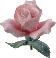 rosa - Besplatni animirani GIF