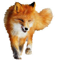 fox- renard - Nemokamas animacinis gif