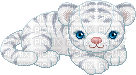petit tigre blanc - 免费动画 GIF