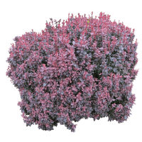 Kaz_Creations Bush Flowers - безплатен png