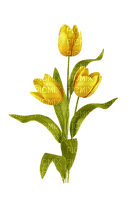 Tulipes jaunes - darmowe png