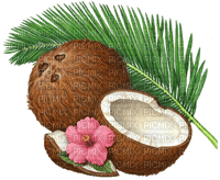 coconut Bb2 - zadarmo png