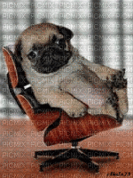 mops - Free animated GIF