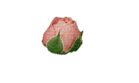 .цветы - Bezmaksas animēts GIF