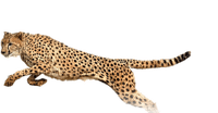 Kaz_Creations Cheetah - ilmainen png