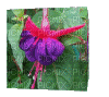 cube flower - GIF animasi gratis