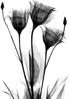 blomma-svart - gratis png