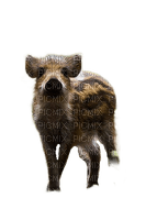 charmille _ animaux _ sauvages - ingyenes png