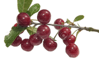 cherry,tree - ingyenes png