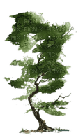 drzewo/akwarela - PNG gratuit