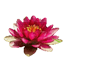 Цветок - Darmowy animowany GIF