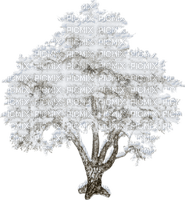 arbre hiver - zdarma png