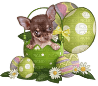Chihuahua puppy - bezmaksas png