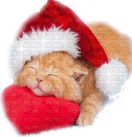 christmas cat chat noel - png gratis