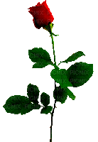 rosa roja - Zdarma animovaný GIF