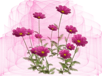 blommor-flowers-pink--rosa-sinedot - png ฟรี