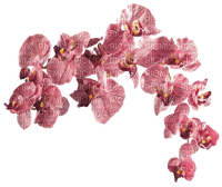 orquideas - ilmainen png