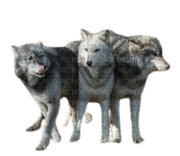 Loups en bande - darmowe png