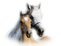 horse with foal bp - Free PNG