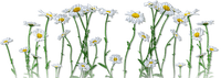 soave deco flowers floor border daisy white yellow - Free PNG