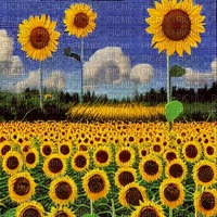 Sunflower Field - PNG gratuit