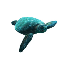 kikkapink deco scrap blue turtle sea - zadarmo png