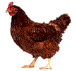 poule - Free animated GIF