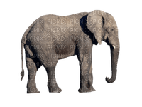 Kaz_Creations Elephant - 免费PNG