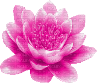 lotus milla1959 - Besplatni animirani GIF