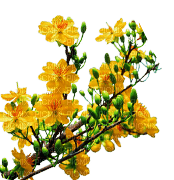 FLOWERS - PNG gratuit