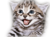 Katze chat cat - бесплатно png