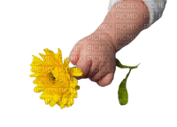 hands flower - kostenlos png