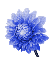 Y.A.M._Flower - Ilmainen animoitu GIF
