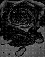 rosa negra - png gratuito