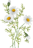 soave deco spring flowers branch animated daisy - Бесплатни анимирани ГИФ