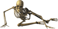 Halloween. Squelette.skeleton.Victoriabea