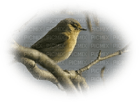 patymirabelle oiseau - zdarma png