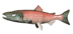fish deco poisson - Animovaný GIF zadarmo