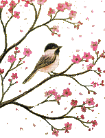 spring blossom - Ücretsiz animasyonlu GIF