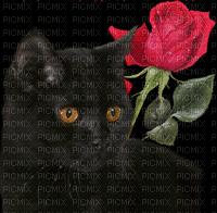 chat noir - Δωρεάν κινούμενο GIF