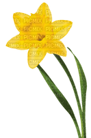 Daffodil.Yellow - 免费PNG