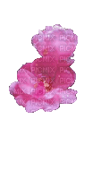 Цветок - Gratis geanimeerde GIF