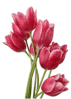Flowers pink bp - besplatni png