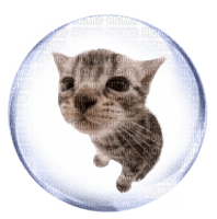 cat bubble - gratis png
