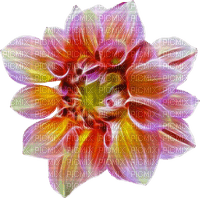 Kwiat kolor - фрее пнг