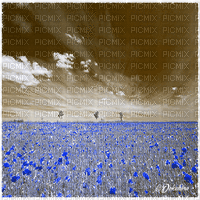 dolceluna poppy poppies field animated background - Δωρεάν κινούμενο GIF