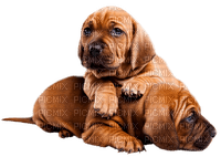 dogs  by nataliplus - darmowe png